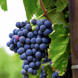 Taste of the Vines on Instagram