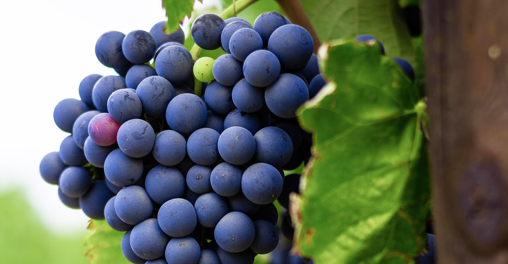 Wine tasting event